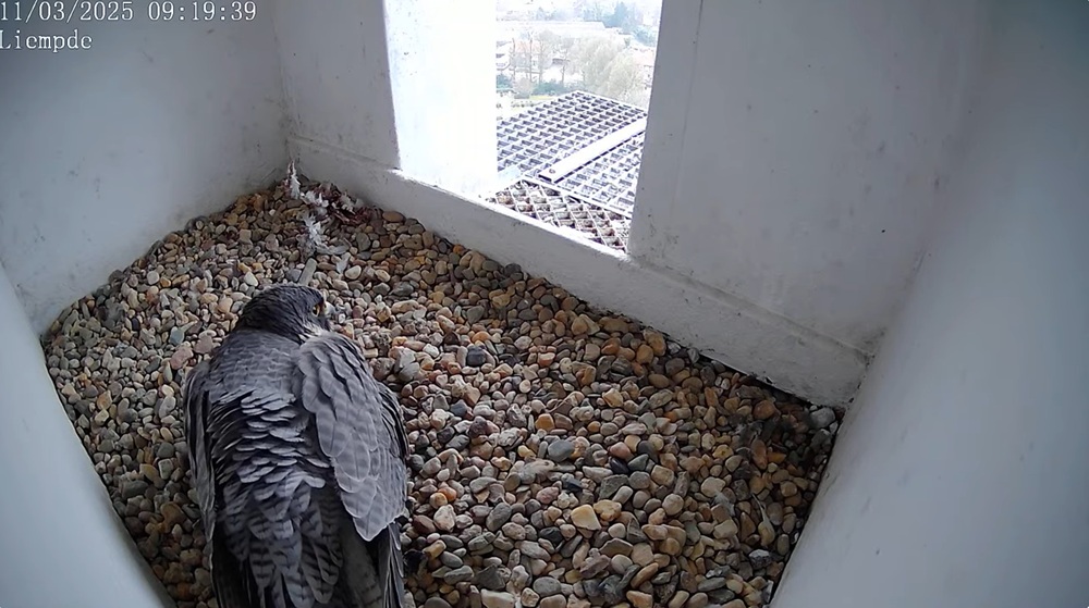Valk leeg nest